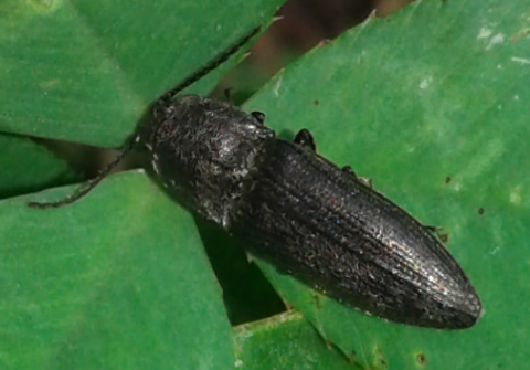 Elateridae: Cydnopus sp.